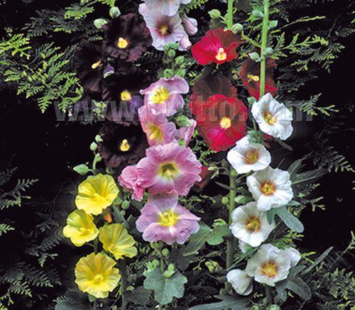 Alcea ficifolia (Happy Lights)