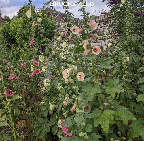 Alcea ficifolia (Happy Lights)