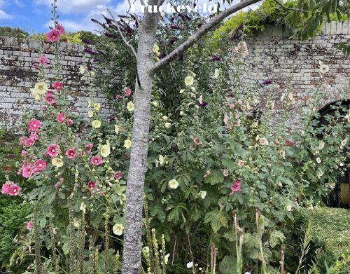 Alcea ficifolia (Happy Lights)