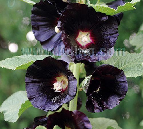 Alcea rosea var. 'Nigra'
