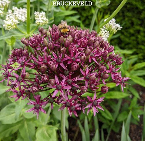 Allium atropurpureum