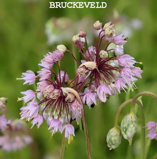 Allium cernuum