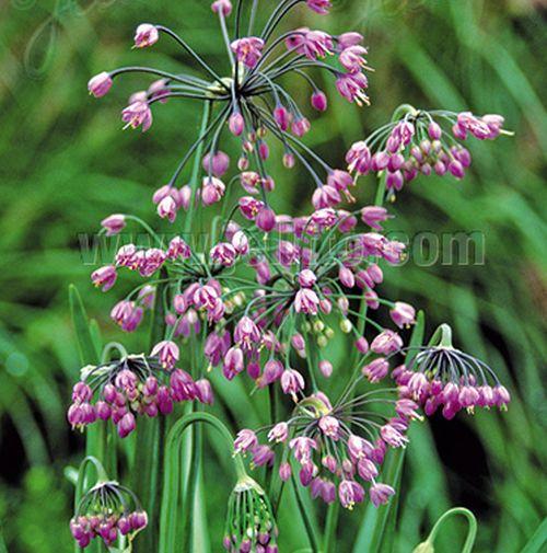 Allium cernuum 'Hidcote'