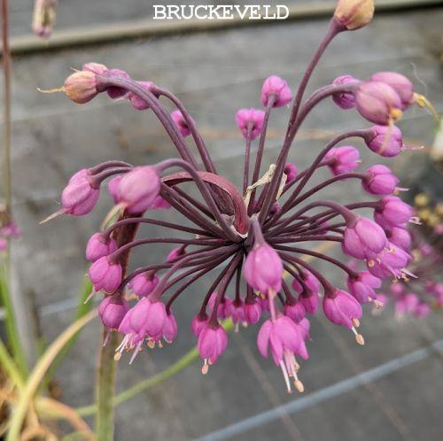 Allium cernuum 'Hidcote'