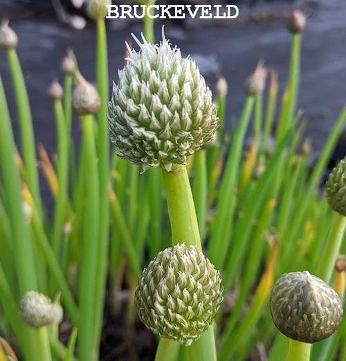 Allium fistulosum pijpajuin