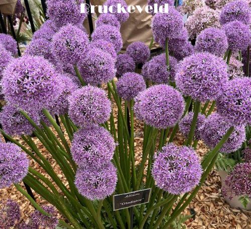 Allium 'Gladiator'