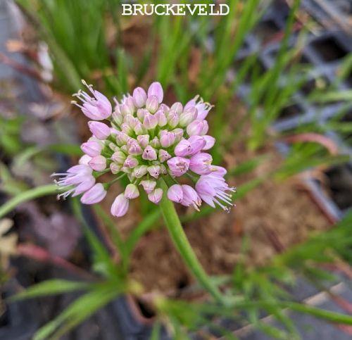 Allium nutans 'Isabelle'