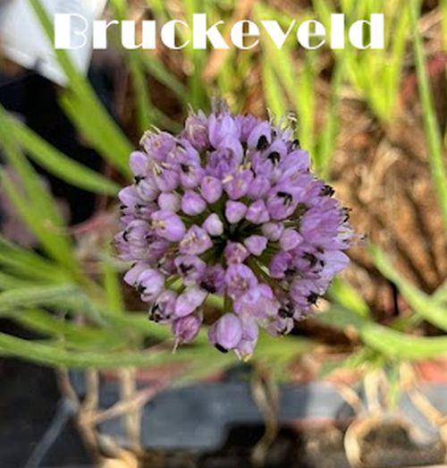 Allium nutans 'Isabelle'