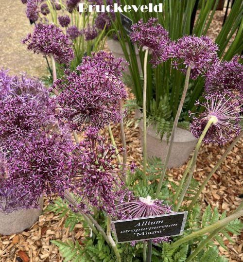 Allium 'Miami'