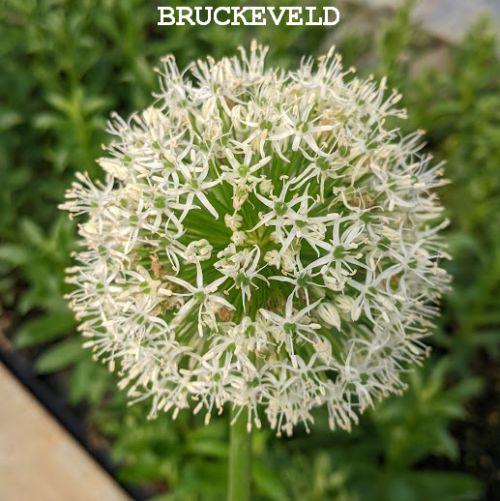 Allium 'Mount Everest'