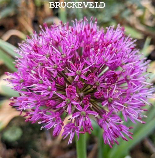 Allium aflatunense 'Purple Sensation'