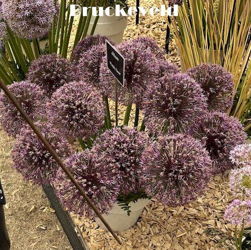 Allium 'Purple Giant'