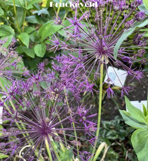 Allium 'Purple Rain'