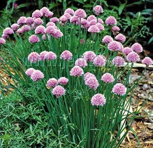 Allium schoenoprasum bieslook/ciboulette