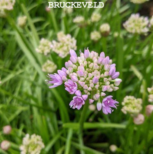 Allium senescens