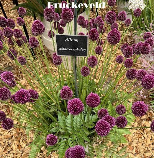 Allium spaerocephalon