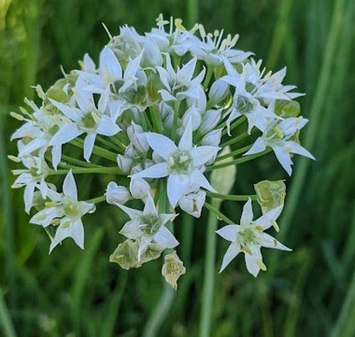 Allium tuberosum chinese bieslook