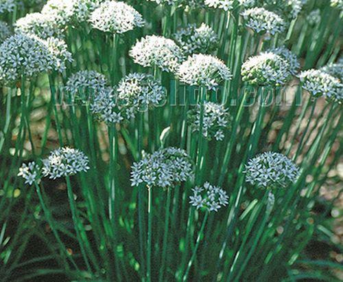 Allium tuberosum chinese bieslook