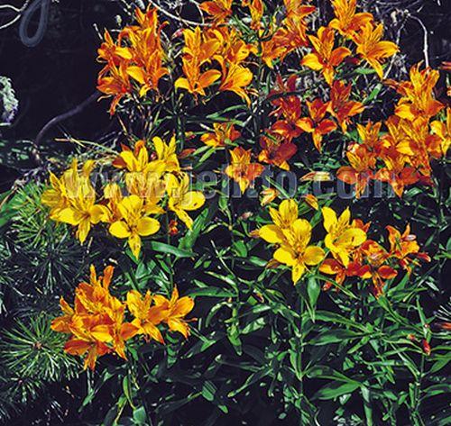 Alstroemeria aurea