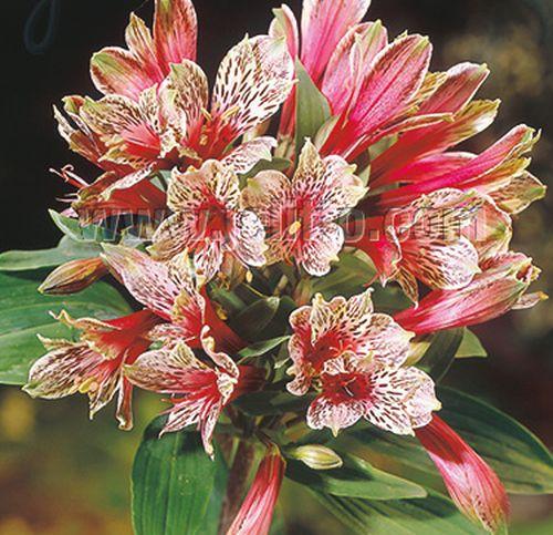 Alstroemeria 'Mona Lisa'