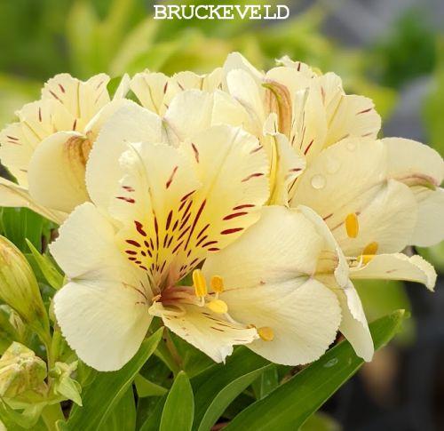 Alstroemeria int. 'Sunburst'