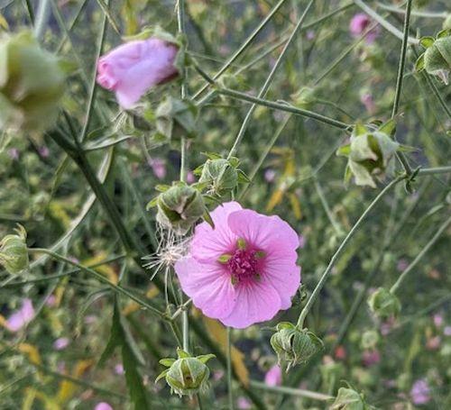 Althaea cannabina