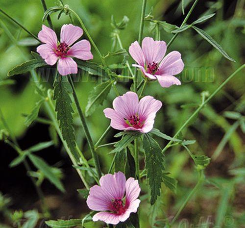 Althaea cannabina