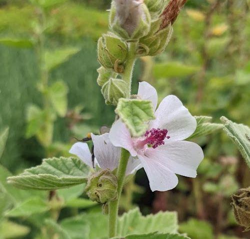 Althaea officinalis heemst