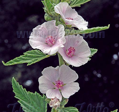 Althaea officinalis heemst