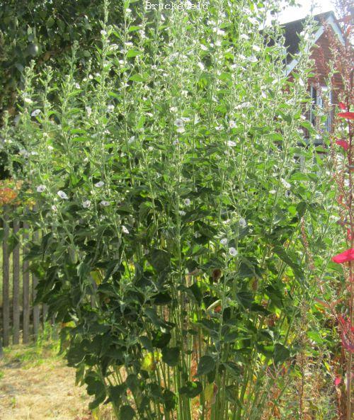 Althaea officinalis heemst