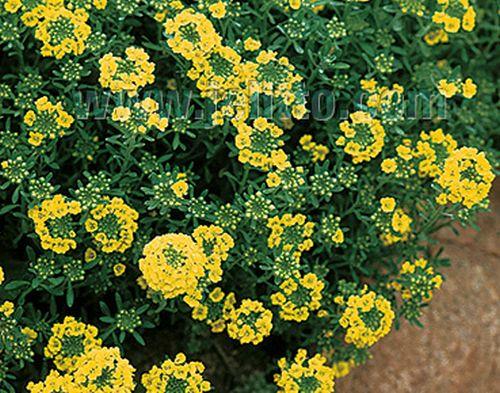 Alyssum montanum 'Berggold'