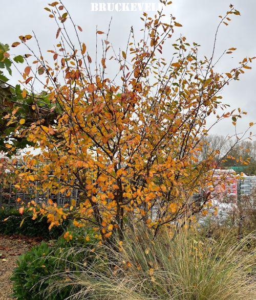 Amelanchier lamarckii