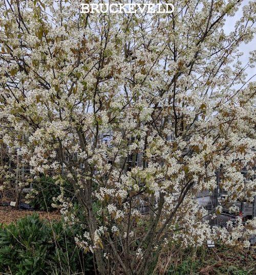 Amelanchier lamarckii MEERSTAMMIG