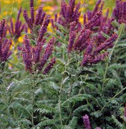 Amorpha canescens