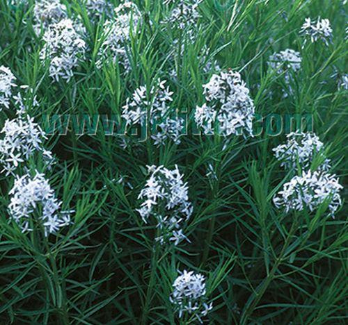 Amsonia hubrichtii