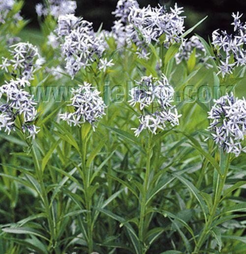 Amsonia tabernaemontana