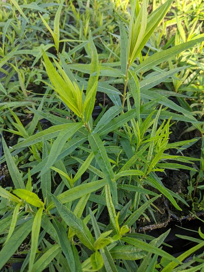 Amsonia tabernaemontana