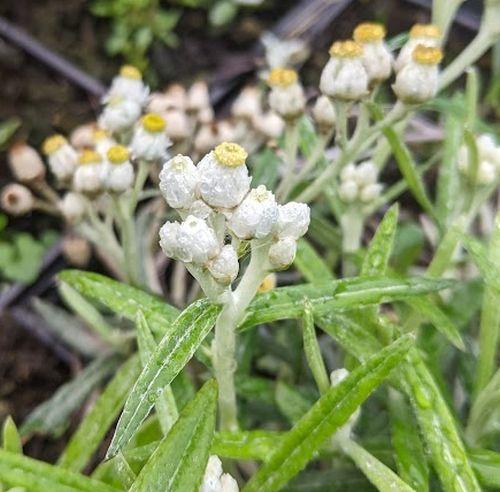 Anaphalis margaritacea 'Neuschnee'