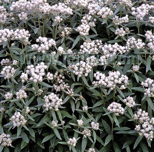 Anaphalis triplinervis