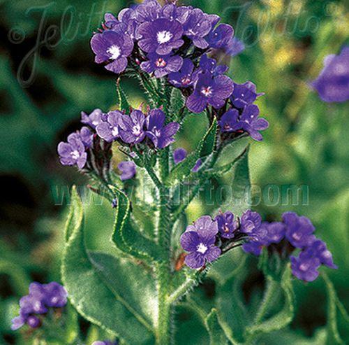 Anchusa azurea 'Dropmore'