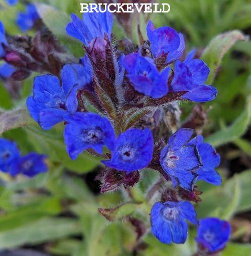 Anchusa azurea 'Loddon Royalist'