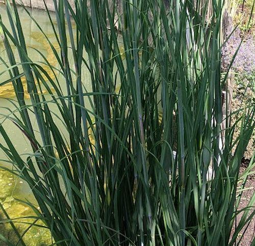 Andropogon gerardii 'Black Hawks'