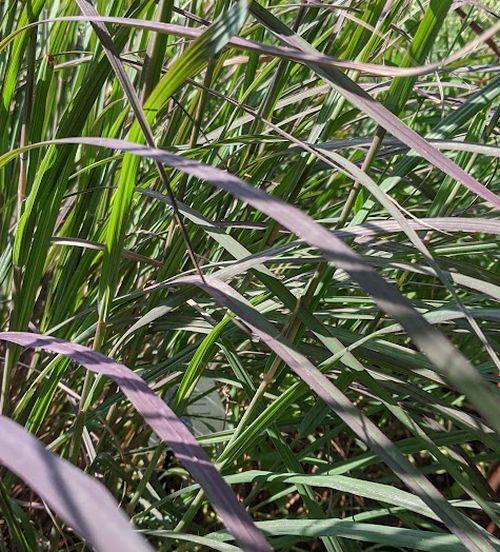 Andropogon gerardii 'Black Hawks'