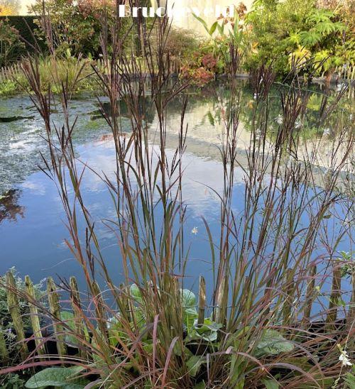 Andropogon gerardii 'Black Hawks'