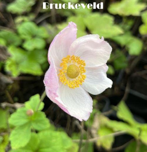 Anemone tomentosa 'Albadura'