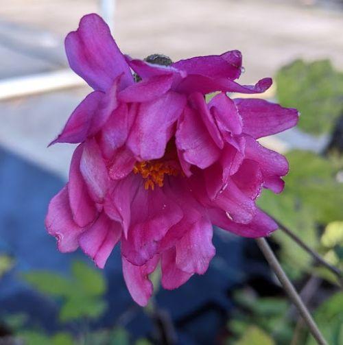 Anemone 'Bressingham Glow'