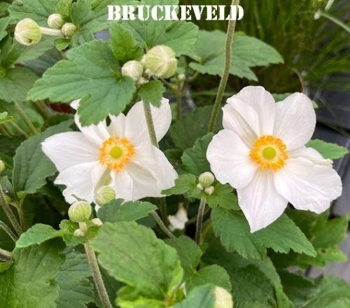 Anemone 'Honorine Jobert'