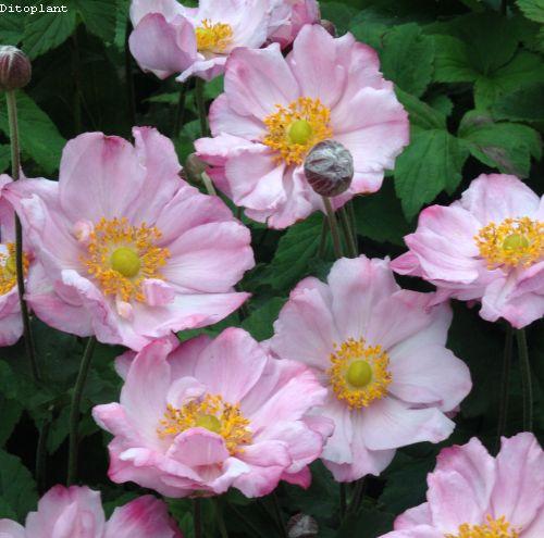 Anemone 'Königin Charlotte'