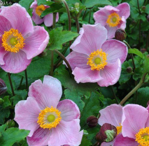 Anemone 'Little Princess'® (hupehensis)