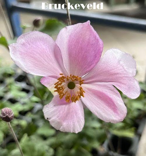 Anemone 'Little Princess'® (hupehensis)